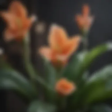 Close-up of peace plant flowers in bloom