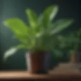 Lush green leaves of a peace plant under natural light