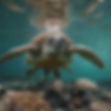 Harmony in the Sea A group of green sea turtles swimming harmoniously in their habitat