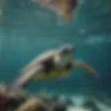 A vibrant green sea turtle gliding through crystal clear waters