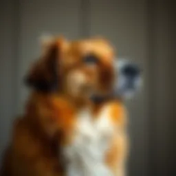 In-Depth Exploration of Optimal Canine Nutrition for Dogs Prone to Yeast Infections Introduction