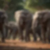 A herd of elephants interacting in their natural habitat