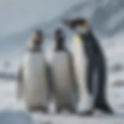 A group of penguins huddled together in snowy terrain