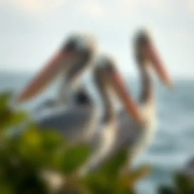 Notable Intriguing Insights into the Lives of Pelicans Notable Intriguing Insights into the Lives of Pelicans