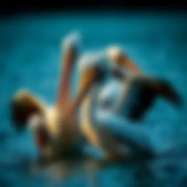 Intriguing Insights into the Lives of Pelicans Summary Intriguing Insights into the Lives of Pelicans Summary