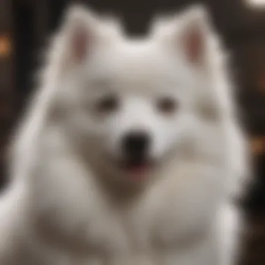 A Japanese Spitz being groomed