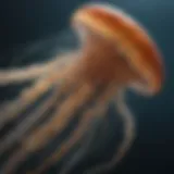 A close-up view of a jellyfish showcasing its intricate bell and tentacles