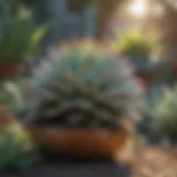 Vibrant display of large succulent plants in a garden setting