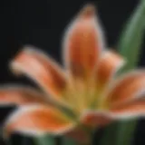 A close-up of a lily plant with vibrant blooms, showcasing its beauty and potential danger to dogs.