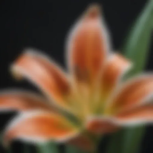 A close-up of a lily plant with vibrant blooms, showcasing its beauty and potential danger to dogs.