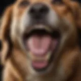 A dog with a bright smile showcasing healthy teeth