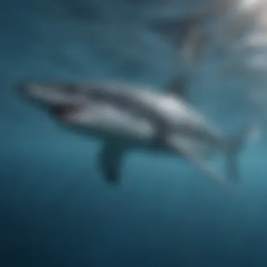 An impressive mako shark swimming in clear blue waters