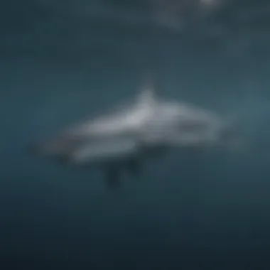 Diagram illustrating the migratory patterns of mako sharks