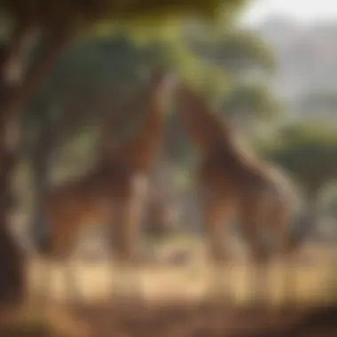 Masai Giraffe Engaging with Its Ecosystem Masai giraffe interacting with its environment