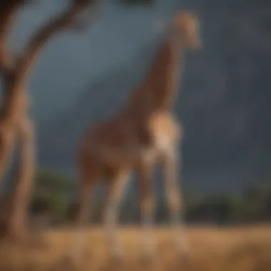 A Majestic Masai Giraffe in Its Natural Habitat Masai giraffe standing tall in the savanna