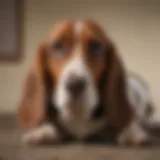 A miniature Basset Hound looking hopeful in a rescue shelter