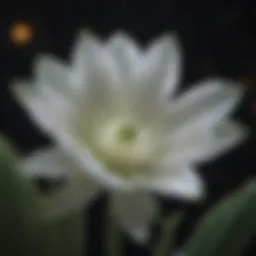 Night Blooming Cereus in full bloom under moonlight