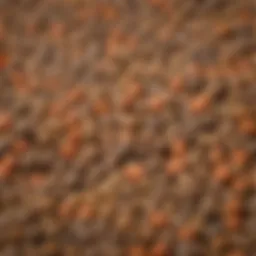 A selection of high-quality puppy kibbles in various flavors and shapes.