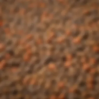 A selection of high-quality puppy kibbles in various flavors and shapes.