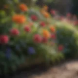 Vibrant summer flowers in full bloom
