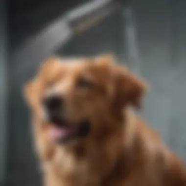 A versatile handheld shower wand with adjustable settings for dog care