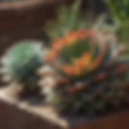 Vibrant succulents basking in natural sunlight