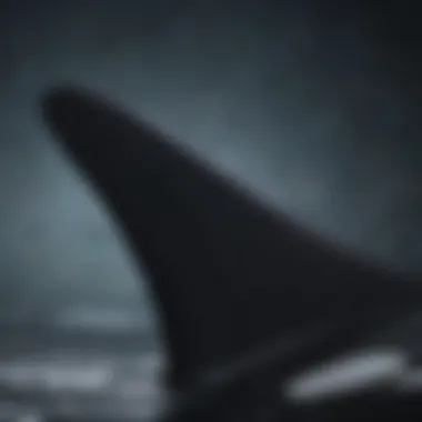 The Iconic Dorsal Fin of the Orca Close-up of orca's dorsal fin