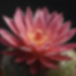 A vibrant orchid cactus in full bloom showcasing its intricate petals and unique colors.