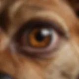 Close-up of a dog's eye showing signs of infection