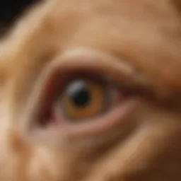 A close-up view of a dog's ear showing signs of yeast infection