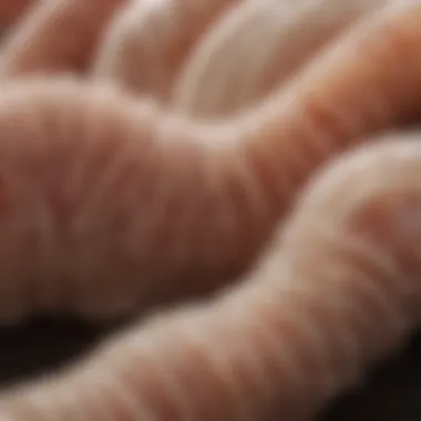 Close-up of a dog's digestive system highlighting tapeworm presence