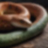 Colorful pet snakes coiled in their habitat