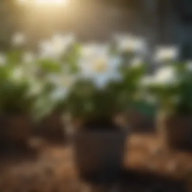 Thriving Gardenia Plants Healthy gardenia plants thriving in well-prepared soil