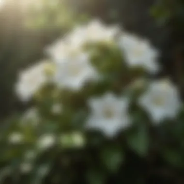 Effective Pest Management Pest management techniques being applied to gardenias