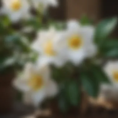 Vibrant Gardenia Blooms Vibrant gardenia flowers in full bloom showcasing their beauty