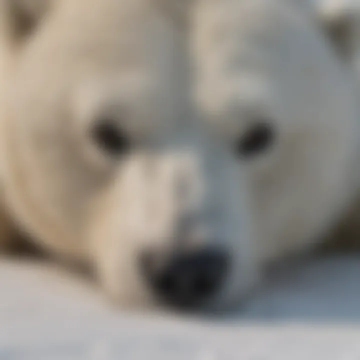 Close-up of a polar bear's fur, revealing its unique adaptations for survival in a harsh Arctic environment.