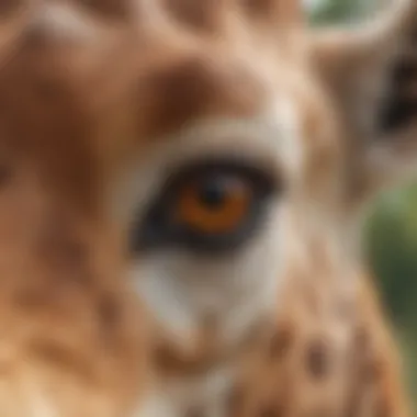 A close-up of a giraffe's head, illustrating its keen eyesight and awareness of surroundings.