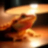 A vibrant bearded dragon basking under a heat lamp