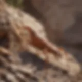 A close-up view of a bark scorpion on a rocky surface