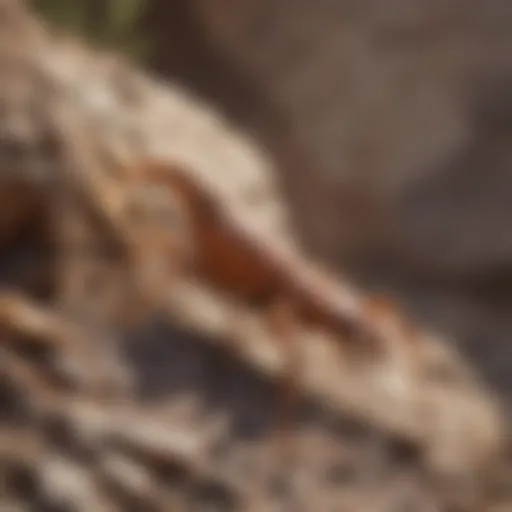 A close-up view of a bark scorpion on a rocky surface
