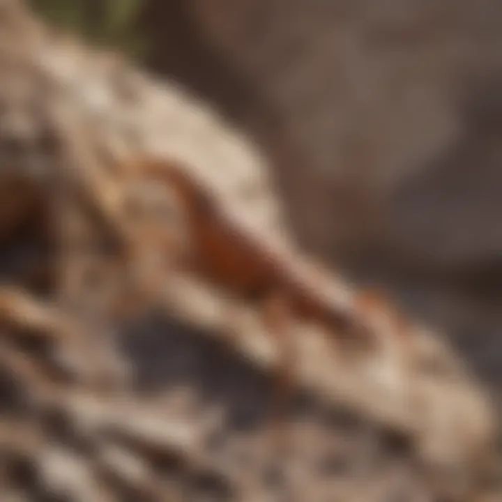 A close-up view of a bark scorpion on a rocky surface