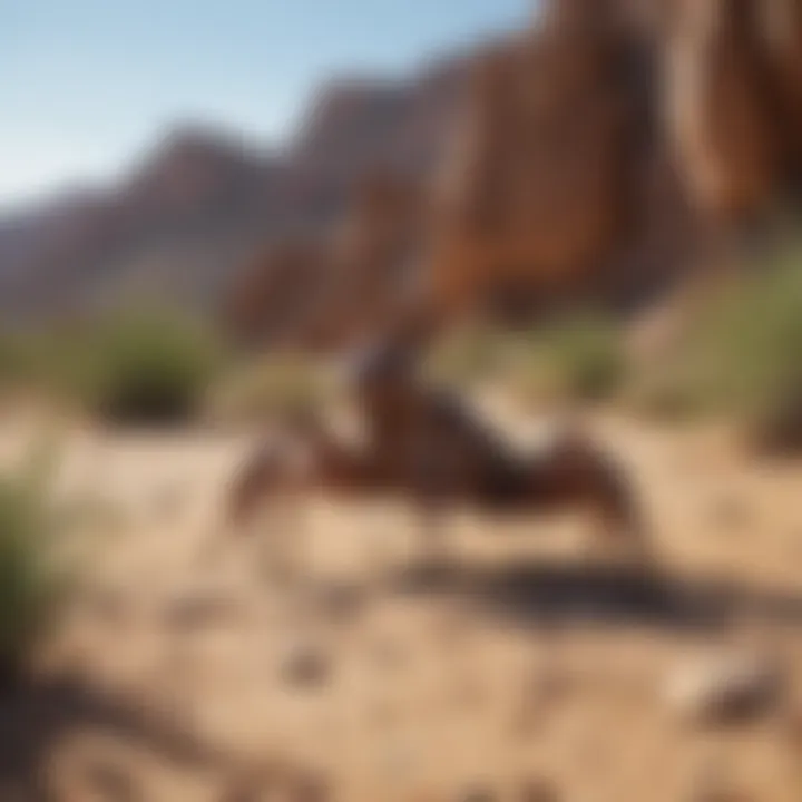 A desert landscape showcasing the habitat of various scorpions