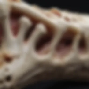A close-up view of a raw bone, highlighting its natural texture and nutritional content.