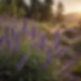 Lavender shrub in full bloom, showcasing its vibrant purple flowers and lush greenery.