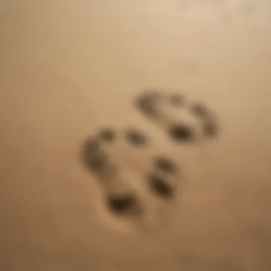 Footprints in the sand revealing a predator's hunting patterns.