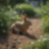 A lush garden with visible rabbit tracks