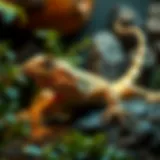 A well-maintained bearded dragon habitat showcasing optimal conditions for feeding.