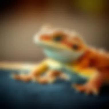 A bearded dragon displaying a healthy and active demeanor after being fed properly.