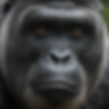 Close-Up of Silverback's Expressive Features A close-up of a silverback gorilla displaying its expressive eyes and facial features, highlighting its intelligence.