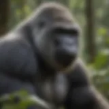 A majestic silverback gorilla in its natural habitat, showcasing its powerful physique and serene expression.